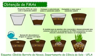 Obtenção de FMAs
Esquema: Cândido Barreto de Novais, Departamento de Ciência do Solo - UFLA
 