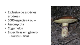 • Exclusiva de espécies
arbóreas
• 5000 espécies + ou –
• Ascomycota
• Cogumelos
• Especificas em gênero
– S.luteus - pinus
 