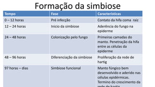 Formação da simbiose
Tempo Fase Características
0 – 12 horas Pré infecção Contato da hifa coma raiz
12 – 24 horas Inicio da simbiose Aderência do fungo na
epiderme
24 – 48 horas Colonização pelo fungo Primeiras camadas do
manto. Penetração da hifa
entre as células da
epiderme
48 – 96 horas Diferenciação da simbiose Proliferação da rede de
hartig
97 horas – dias Simbiose funcional Manto fúngico bem
desenvolvido e aderido nas
células epidérmicas.
Termino do crescimento da
 