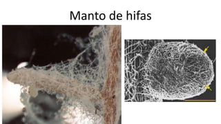 Manto de hifas
 