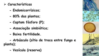  Características
- Endomicorrízicos;
- 80% das plantas;
- Captam fósforo (P);
- Associação simbiótica;
- Baixa fertilidade.
- Arbúsculo (sítio de troca entre fungo e
planta);
- Vesícula (reserva)
 