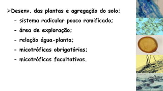 Desenv. das plantas e agregação do solo;
- sistema radicular pouco ramificado;
- área de exploração;
- relação água-planta;
- micotróficas obrigatórias;
- micotróficas facultativas.
 