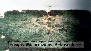 Fungos Micorrízicos Arbusculares
 