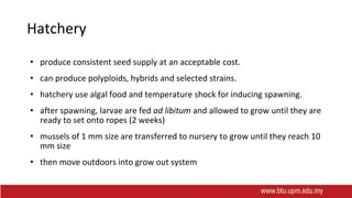 Hatchery
• produce consistent seed supply at an acceptable cost.
• can produce polyploids, hybrids and selected strains.
• hatchery use algal food and temperature shock for inducing spawning.
• after spawning, larvae are fed ad libitum and allowed to grow until they are
ready to set onto ropes (2 weeks)
• mussels of 1 mm size are transferred to nursery to grow until they reach 10
mm size
• then move outdoors into grow out system
 