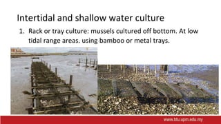 Intertidal and shallow water culture
1. Rack or tray culture: mussels cultured off bottom. At low
tidal range areas. using bamboo or metal trays.
 