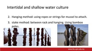 Intertidal and shallow water culture
2. Hanging method: using ropes or strings for mussel to attach.
3. stake method: between rack and hanging. Using bamboo
poles.
 