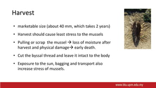 Harvest
• marketable size (about 40 mm, which takes 2 years)
• Harvest should cause least stress to the mussels
• Pulling or scrap the mussel  loss of moisture after
harvest and physical damage early death.
• Cut the byssal thread and leave it intact to the body
• Exposure to the sun, bagging and transport also
increase stress of mussels.
 