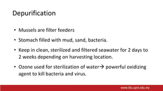 Depurification
• Mussels are filter feeders
• Stomach filled with mud, sand, bacteria.
• Keep in clean, sterilized and filtered seawater for 2 days to
2 weeks depending on harvesting location.
• Ozone used for sterilization of water powerful oxidizing
agent to kill bacteria and virus.
 