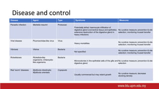 Disease and control
Disease Agent Type Syndrome Measures
Parasitic infection Marteilia maurini Protozoan
Potentially lethal; haemocyte infiltration of
digestive gland (connective tissue and epithelia);
extensive destruction of the digestive gland in
heavy infections
No curative measure; prevention & site
selection; monitoring mussel transfer
Viral disease Picornaviridae-like virus Virus
Heavy mortalities
No curative measure; prevention & site
selection; monitoring mussel transfer
Vibriosis Vibrios Bacteria
Not specified
No curative measure; prevention & site
selection; monitoring mussel transfer
Rickettsiosis Rickettsia-like
organisms; Chlamydia-
like organisms
Bacteria
Microcolonies in the epithelial cells of the gills and
digestive gland
No curative measure; prevention & site
selection
Red 'worm' diseases Mytilicola intestinalis;
Mytilicola orientalis
Copepods
Usually commensal but may retard growth
No curative measure; decrease
stocking density
 