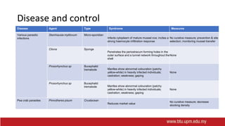 Disease and control
Disease Agent Type Syndrome Measures
Various parasitic
infections
Steinhausia mytilovum Micro-sporidian
Infects cytoplasm of mature mussel ova; incites a
strong haemocyte infiltration response
No curative measure; prevention & site
selection; monitoring mussel transfer
Cliona Sponge
Penetrates the periostracum forming holes in the
outer surface and a tunnel network throughout the
shell
None
Prosorhynchus sp Bucephalid
trematode Mantles show abnormal colouration (patchy
yellow-white) in heavily infected individuals;
castration; weakness; gaping
None
Prosorhynchus sp Bucephalid
trematode Mantles show abnormal colouration (patchy
yellow-white) in heavily infected individuals;
castration; weakness; gaping
None
Pea crab parasites Pinnotheres pisum Crustacean
Reduces market value
No curative measure; decrease
stocking density
 