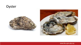 Oyster
 