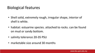 Biological features
• Shell solid, extremely rough, irregular shape, interior of
shell is white.
• habitat: estuarine species. attached to rocks. can be found
on mud or sandy bottom.
• salinity tolerance 20-35 PSU
• marketable size around 30 months
 