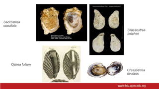 Crassostrea
belcheri
Crassostrea
rivularis
Saccostrea
cucullata
Ostrea folium
 