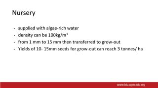 Nursery
• supplied with algae-rich water
• density can be 100kg/m3
• from 1 mm to 15 mm then transferred to grow-out
• Yields of 10- 15mm seeds for grow-out can reach 3 tonnes/ ha
 
