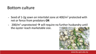 Bottom culture
• Seed of 1-2g sown on intertidal zone at 400/m2 protected with
net or fence from predators OR
• 200/m2 unprotected  will require no further husbandry until
the oyster reach marketable size.
 
