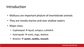 Introduction
• Molluscs are important phylum of invertebrate animals
• They are mostly marine and near shallow waters
• Major class:
• Cephalopod  Squid, octopus, cuttlefish
• Gastropods  snails, slugs, abalone
• Bivalves  oyster, cockles, mussels
 