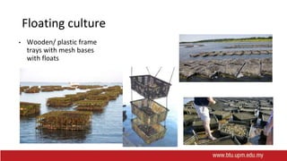 Floating culture
• Wooden/ plastic frame
trays with mesh bases
with floats
 