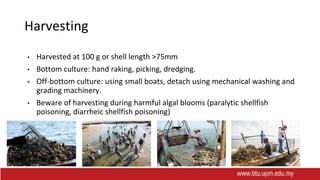 Harvesting
• Harvested at 100 g or shell length >75mm
• Bottom culture: hand raking, picking, dredging.
• Off-bottom culture: using small boats, detach using mechanical washing and
grading machinery.
• Beware of harvesting during harmful algal blooms (paralytic shellfish
poisoning, diarrheic shellfish poisoning)
 