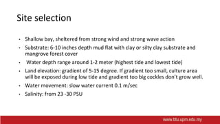 Site selection
• Shallow bay, sheltered from strong wind and strong wave action
• Substrate: 6-10 inches depth mud flat with clay or silty clay substrate and
mangrove forest cover
• Water depth range around 1-2 meter (highest tide and lowest tide)
• Land elevation: gradient of 5-15 degree. If gradient too small, culture area
will be exposed during low tide and gradient too big cockles don’t grow well.
• Water movement: slow water current 0.1 m/sec
• Salinity: from 23 -30 PSU
 