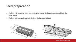 Seed preparation
• Collect 1-2 mm size spat from the wild using baskets or mesh to filter the
mud away
• Collect using wooden mud sled on shallow-drift boat
 