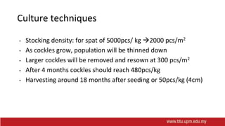 Culture techniques
• Stocking density: for spat of 5000pcs/ kg 2000 pcs/m2
• As cockles grow, population will be thinned down
• Larger cockles will be removed and resown at 300 pcs/m2
• After 4 months cockles should reach 480pcs/kg
• Harvesting around 18 months after seeding or 50pcs/kg (4cm)
 