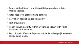 • Found at the littoral zone / intertidal zone--> brackish to
marine species.
• Filter-feeder  plankton and detritus
• Very short food chain (one link only)
• Fast growth rate
• Reach sexual maturity within 1 year and spawn with rising
seawater temperature.
• Two phase in life cycle planktonic or larval stage (2 weeks) &
sessile adult stage.
 