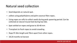 Natural seed collection
• Seed depends on natural spat.
• collect using polyethylene and palm-coconut fibre ropes.
• Using ropes on rafts to collect seeds during peak spawning period. Can be
collected at natural mussel bed during low tide.
• Spat settled on ropes and grow to 30-40 mm
• Transplant to fresh ropes to avoid crowding.
• Rope 10m length and 70cm apart from other ropes.
• 18-24 months to harvest
 