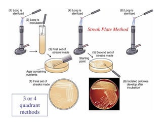 Isolation Points Inplant Isolation techinques for microoorganisms in microbiology | PDF