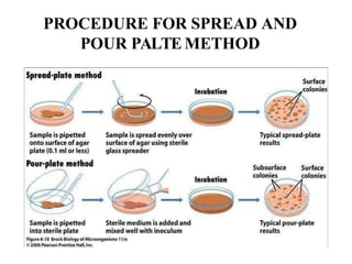 Spread Method Isolation techinques for microoorganisms in microbiology | PDF
