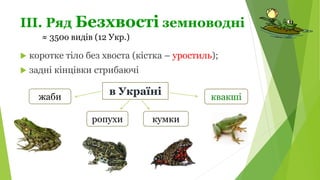 ІІІ. Ряд Безхвості земноводні
 коротке тіло без хвоста (кістка – уростиль);
 задні кінцівки стрибаючі
≈ 350о видів (12 Укр.)
в Україні
жаби
ропухи кумки
квакші
 