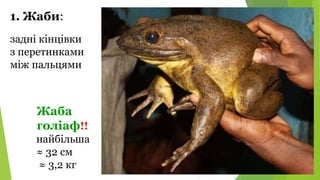 1. Жаби:
Жаба
голіаф!!
найбільша
≈ 32 см
≈ 3,2 кг
задні кінцівки
з перетинками
між пальцями
 