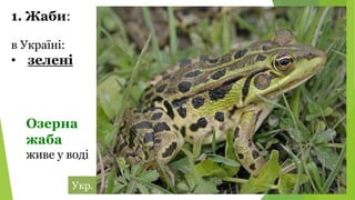 в Україні:
• зелені
1. Жаби:
Озерна
жаба
живе у воді
Укр.
 