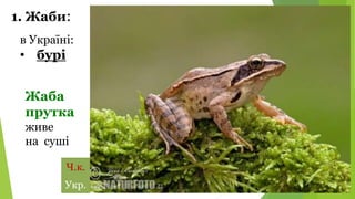 в Україні:
• бурі
1. Жаби:
Укр.
Ч.к.
Жаба
прутка
живе
на суші
 