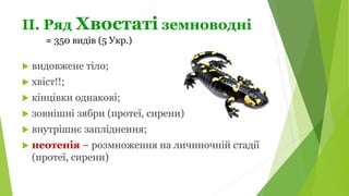 ІІ. Ряд Хвостаті земноводні
 видовжене тіло;
 хвіст!!;
 кінцівки однакові;
 зовнішні зябри (протеї, сирени)
 внутрішнє запліднення;
 неотенія – розмноження на личиночній стадії
(протеї, сирени)
≈ 350 видів (5 Укр.)
 