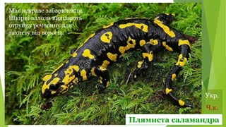 Плямиста саламандра
Ч.к.
Укр.
Має яскраве забарвлення.
Шкірні залози виділяють
отруйну речовину для
захисту від ворогів.
 