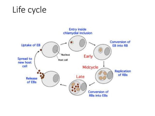 Life cycle
 