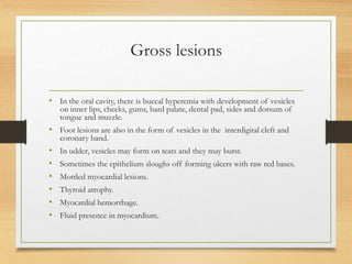 Gross lesions
• In the oral cavity, there is buccal hyperemia with development of vesicles
on inner lips, cheeks, gums, hard palate, dental pad, sides and dorsum of
tongue and muzzle.
• Foot lesions are also in the form of vesicles in the interdigital cleft and
coronary band.
• In udder, vesicles may form on teats and they may burst.
• Sometimes the epithelium sloughs off forming ulcers with raw red bases.
• Mottled myocardial lesions.
• Thyroid atrophy.
• Myocardial hemorrhage.
• Fluid presence in myocardium.
 