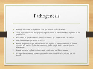 Pathogenesis
 Through inhalation or ingestion, virus get into the body of animal.
 Initial replication in the pharyngeal lymphoid tissue or tonsils and they replicate in the
lymph node.
 They move to lymphatics and through veins they get into systemic circulation.
 Now its viremia stage (Virus in blood).
 Since it is epitheliotropic, localization in the regions of epithelial tissues of mouth,
skin and feet and in organs like mammary gland, lymph nodes, thyroid glands,
adrenals etc.
 Second phase of replication in areas of localization and forms lesions.
 Recovered animals may become panters because thyroid is affected and BMR is
altered.
 