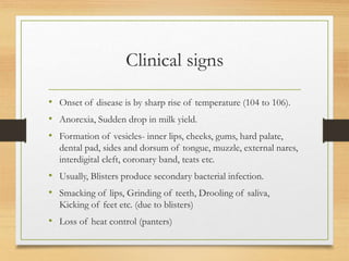 Clinical signs
• Onset of disease is by sharp rise of temperature (104 to 106).
• Anorexia, Sudden drop in milk yield.
• Formation of vesicles- inner lips, cheeks, gums, hard palate,
dental pad, sides and dorsum of tongue, muzzle, external nares,
interdigital cleft, coronary band, teats etc.
• Usually, Blisters produce secondary bacterial infection.
• Smacking of lips, Grinding of teeth, Drooling of saliva,
Kicking of feet etc. (due to blisters)
• Loss of heat control (panters)
 