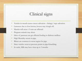 Clinical signs
• Vesicles in mouth causes excess salivation – Stringy/ ropy salivation.
• Lameness due to foot lesions, hooves may slough off.
• Mastitis will occur if teats are affected.
• Pregnant animals may abort.
• Islets of pancreas can get affected leading to diabetes mellitus.
• High Mortality occurs in pigs.
• Blister are common in snout region for pigs.
• Since vesicles occur at pressure points in pigs-Knuckling.
• In cattle, Milk may have virus up to 3 months
 