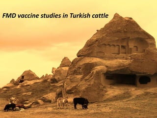 Foot-and-mouth disease: Control and vaccination