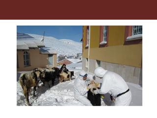 Foot-and-mouth disease: Control and vaccination