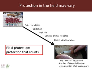 Foot-and-mouth disease: Control and vaccination