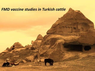 Foot-and-mouth disease: Control and vaccination