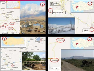 Foot-and-mouth disease: Control and vaccination