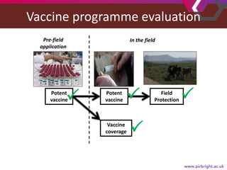Foot-and-mouth disease: Control and vaccination