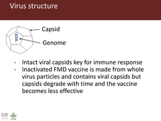 Foot-and-mouth disease: Control and vaccination