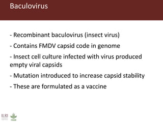 Foot-and-mouth disease: Control and vaccination
