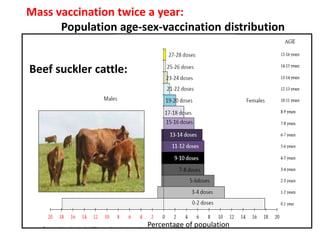Mass vaccination, immunity and coverage: Modelling population protection against foot-and-mouth disease in Turkish cattle