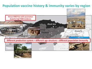 Mass vaccination, immunity and coverage: Modelling population protection against foot-and-mouth disease in Turkish cattle